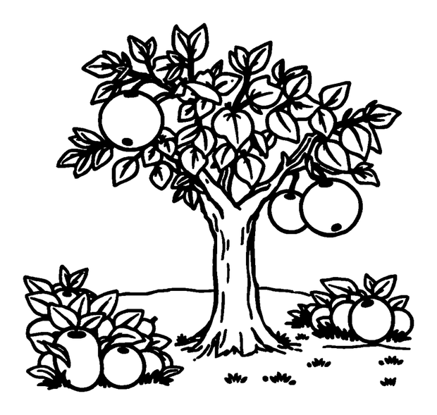Orchard colouring page — free printable for toddlers
