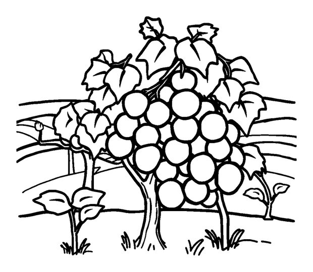 Vineyard colouring page — free printable for kids