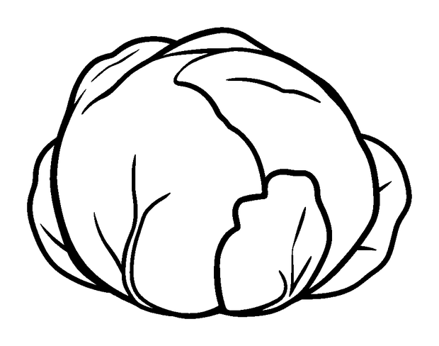 Cabbage colouring page — free printable for kids