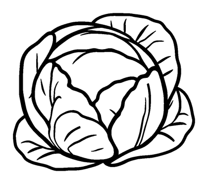 Cabbage Colouring Page (Kids, Standard)