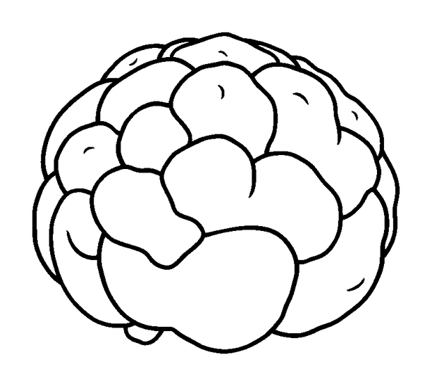 Cauliflower colouring page — free printable for toddlers