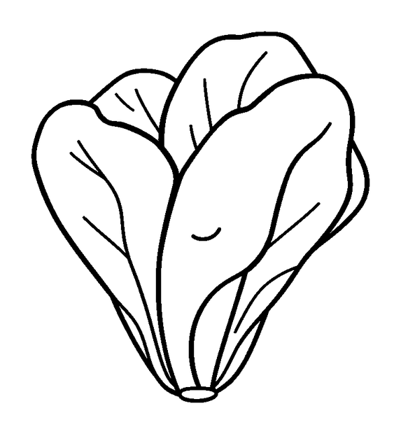 Lettuce colouring page — free printable for kids