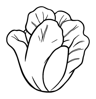 Lettuce Colouring Page (Kids, Standard)