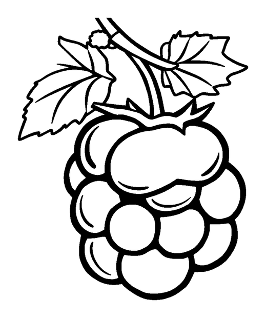 Redcurrant colouring page — free printable for toddlers