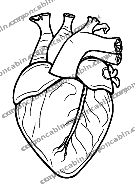 Health Heart colouring page — free printable for teens
