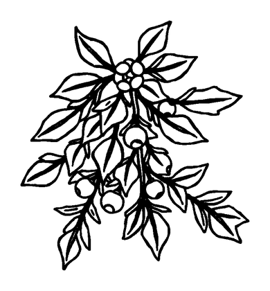 Mistletoe Colouring Page (Kids, Standard)