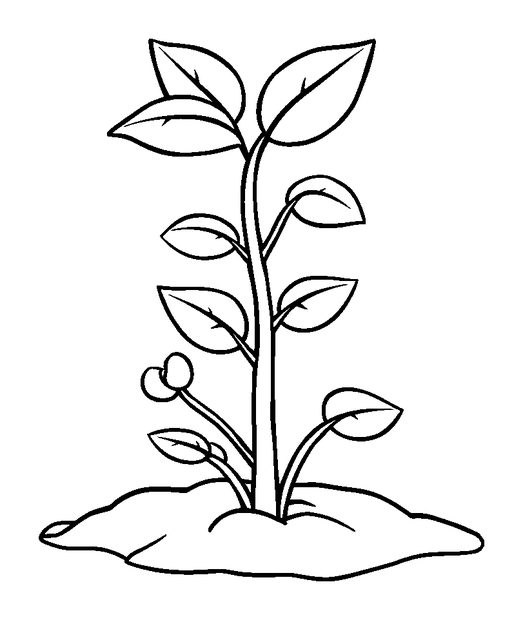 Plant Growth Stages colouring page — free printable for kids