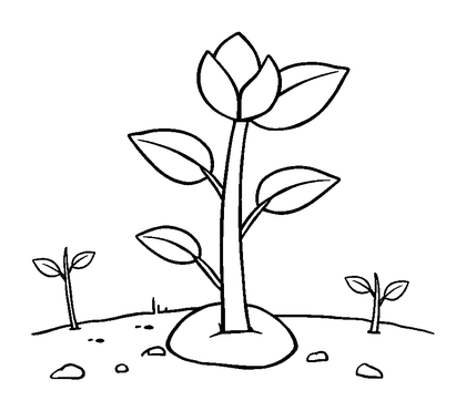Plant Growth Stages Colouring Page (Kids, Standard)