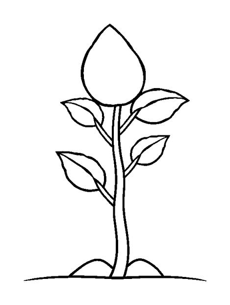 Plant Growth Stages colouring page — free printable for toddlers
