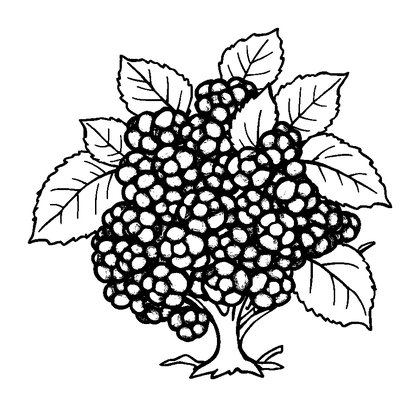 Blackberry Bush Colouring Page (Kids, Bold & Easy)