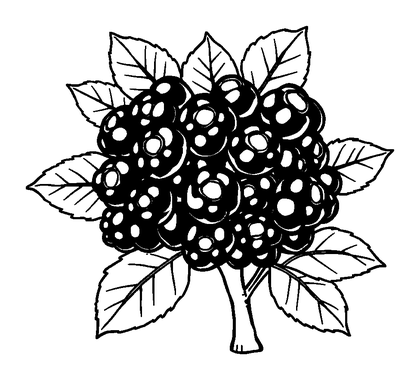 Blackberry Bush Colouring Page (Kids, Standard)