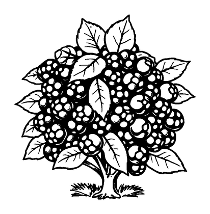 Blackberry Bush Colouring Page (Toddler, Bold & Easy)