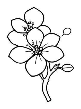 Cherry Blossom Colouring Page (Kids, Bold & Easy)