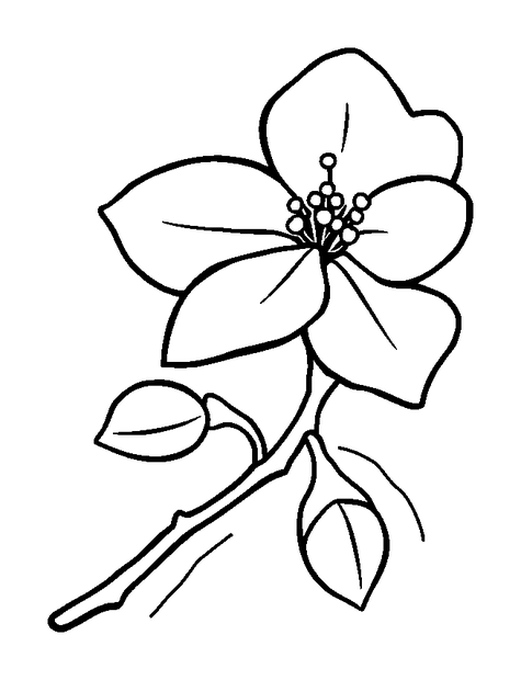 Cherry Blossom colouring page — free printable for kids