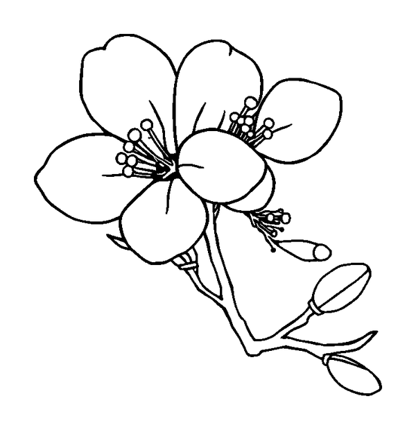 Cherry Blossom colouring page — free printable for toddlers