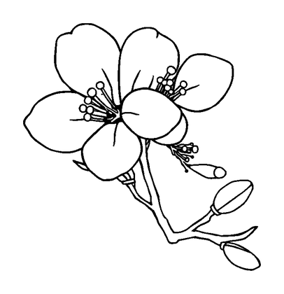 Cherry Blossom Colouring Page (Toddler, Bold & Easy)