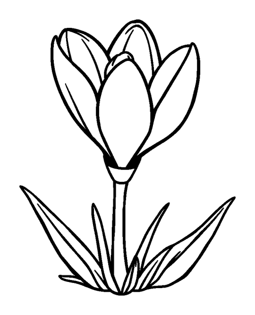 Crocus colouring page — free printable for kids