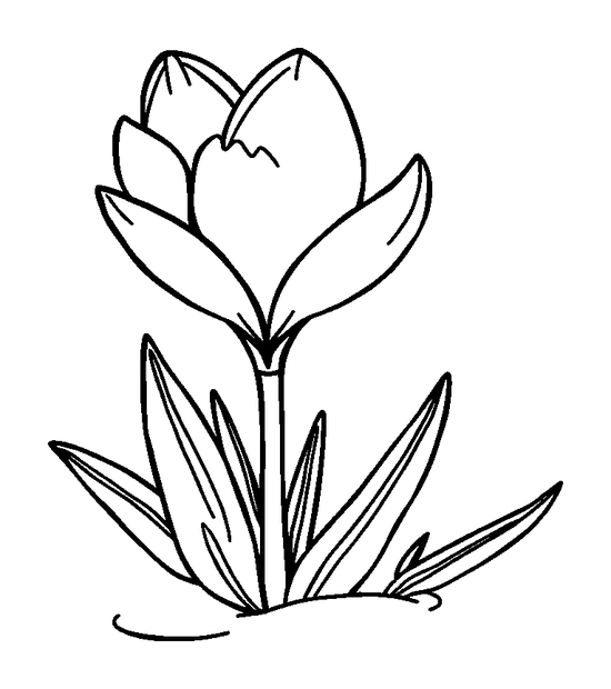 Crocus colouring page — free printable for kids