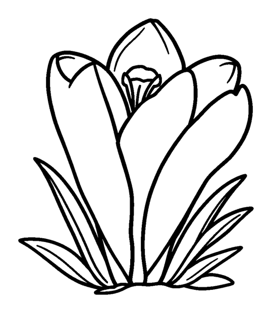 Crocus colouring page — free printable for toddlers