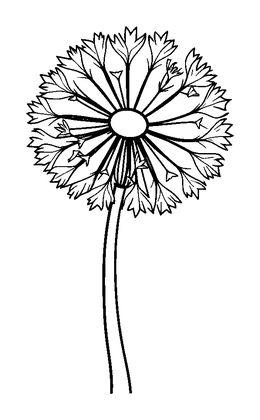 Dandelion Colouring Page (Kids, Bold & Easy)