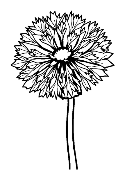 Dandelion colouring page — free printable for kids