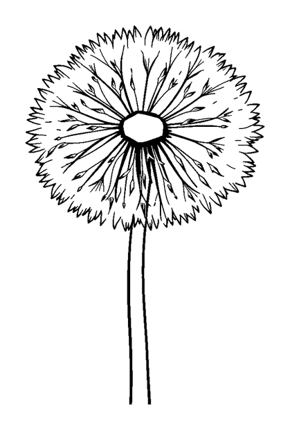Dandelion colouring page — free printable for toddlers