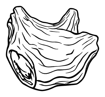 Driftwood Colouring Page (Kids, Standard)