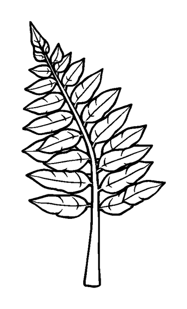 Fern colouring page — free printable for kids