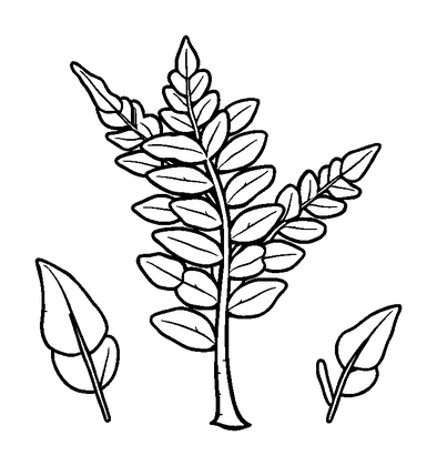 Fern Colouring Page (Toddler, Bold & Easy)