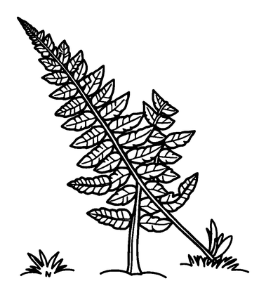 Fern Colouring Page (Toddler, Bold & Easy)
