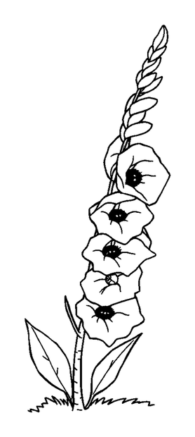 Foxglove colouring page — free printable for kids