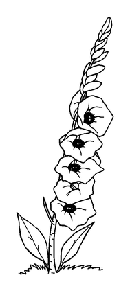 Foxglove Colouring Page (Kids, Standard)