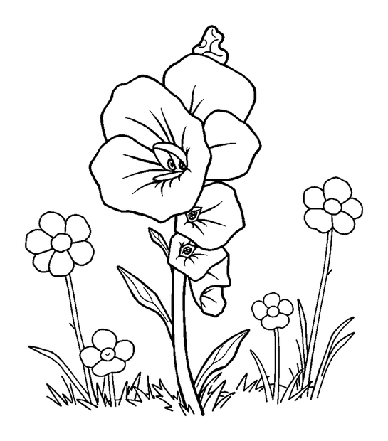 Foxglove colouring page — free printable for toddlers