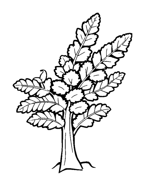 Frosted Fern colouring page — free printable for kids