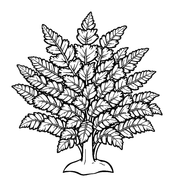 Frosted Fern colouring page — free printable for kids