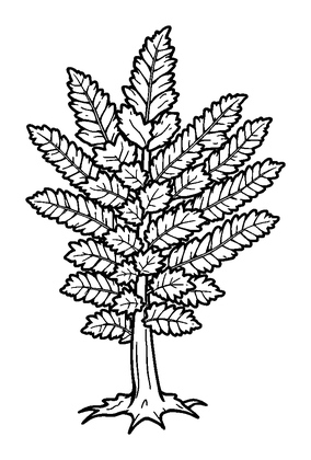 Frosted Fern Colouring Page (Toddler, Bold & Easy)