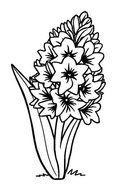 Hyacinth colouring page — free printable for kids