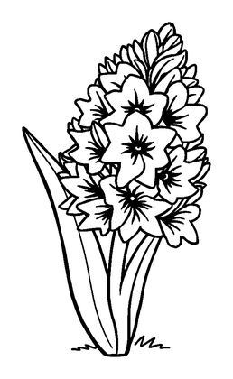 Hyacinth Colouring Page (Kids, Bold & Easy)