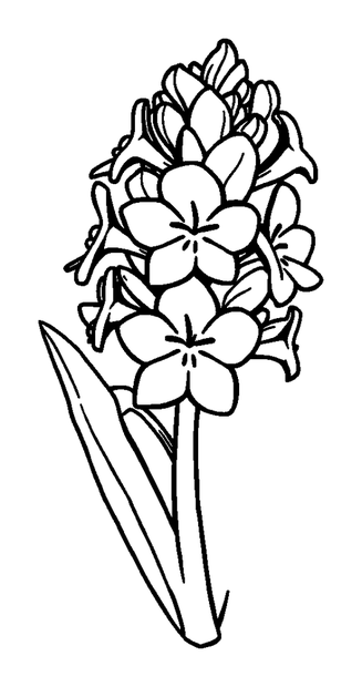 Hyacinth colouring page — free printable for kids