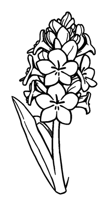 Hyacinth Colouring Page (Kids, Standard)