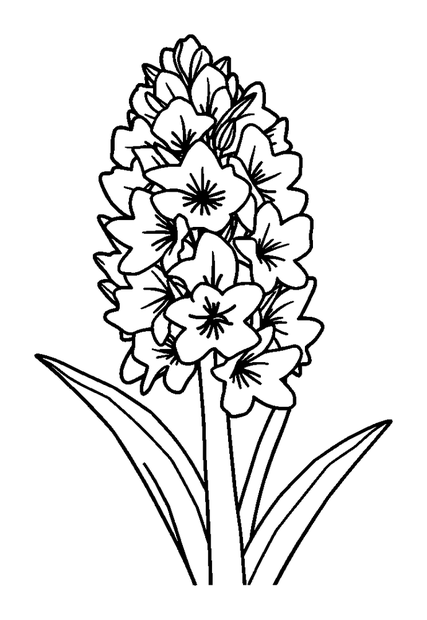 Hyacinth colouring page — free printable for toddlers