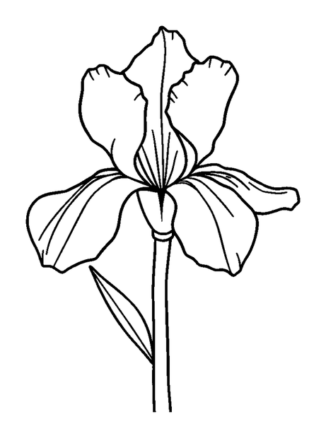Iris Bloom colouring page — free printable for kids