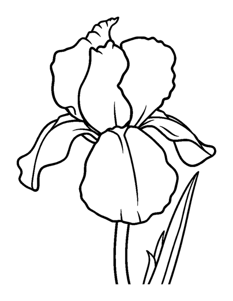 Iris Bloom colouring page — free printable for toddlers