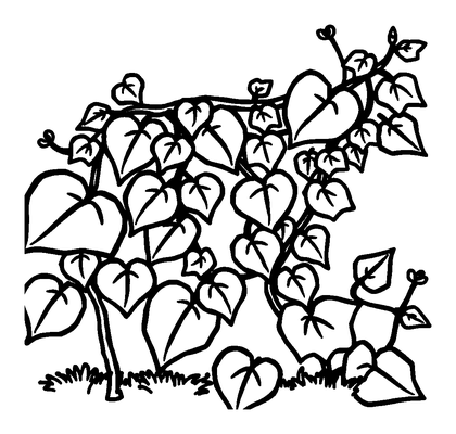 Ivy Vine Colouring Page (Kids, Bold & Easy)