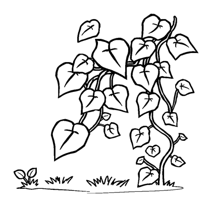 Ivy Vine Colouring Page (Kids, Standard)