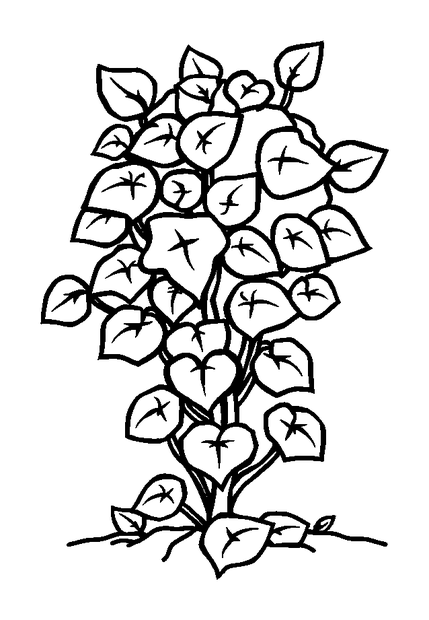Ivy colouring page — free printable for kids