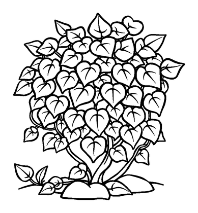 Ivy Colouring Page (Toddler, Bold & Easy)