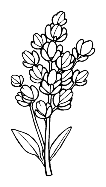 Lavender colouring page — free printable for kids