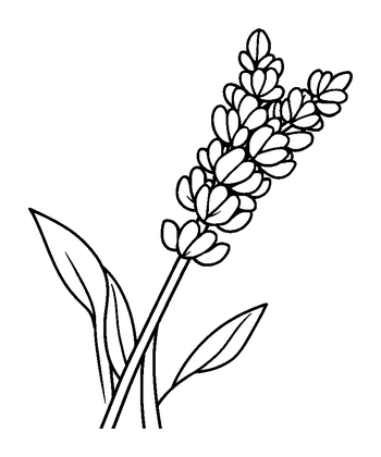 Lavender Colouring Page (Kids, Standard)