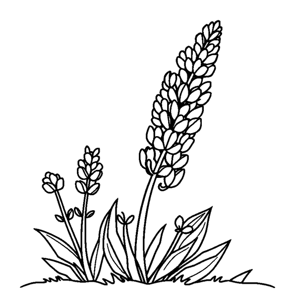 Lavender colouring page — free printable for toddlers